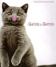 Gatos & gatos!